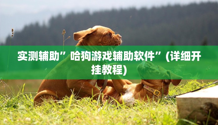 实测辅助”哈狗游戏辅助软件”(详细开挂教程)